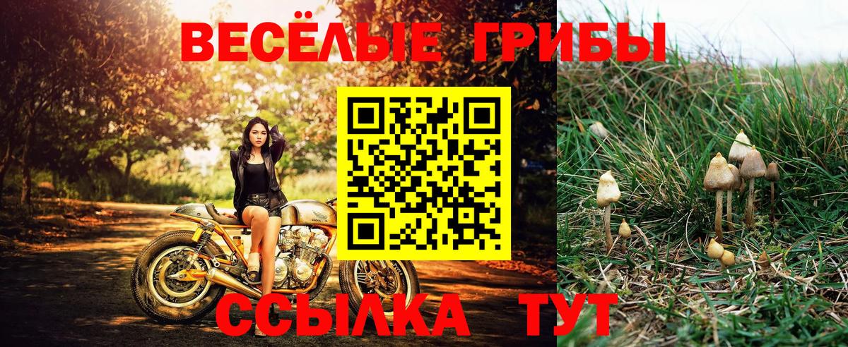 Псилоцибиновые грибы Cubensis  Вход с VPN  Губаха 